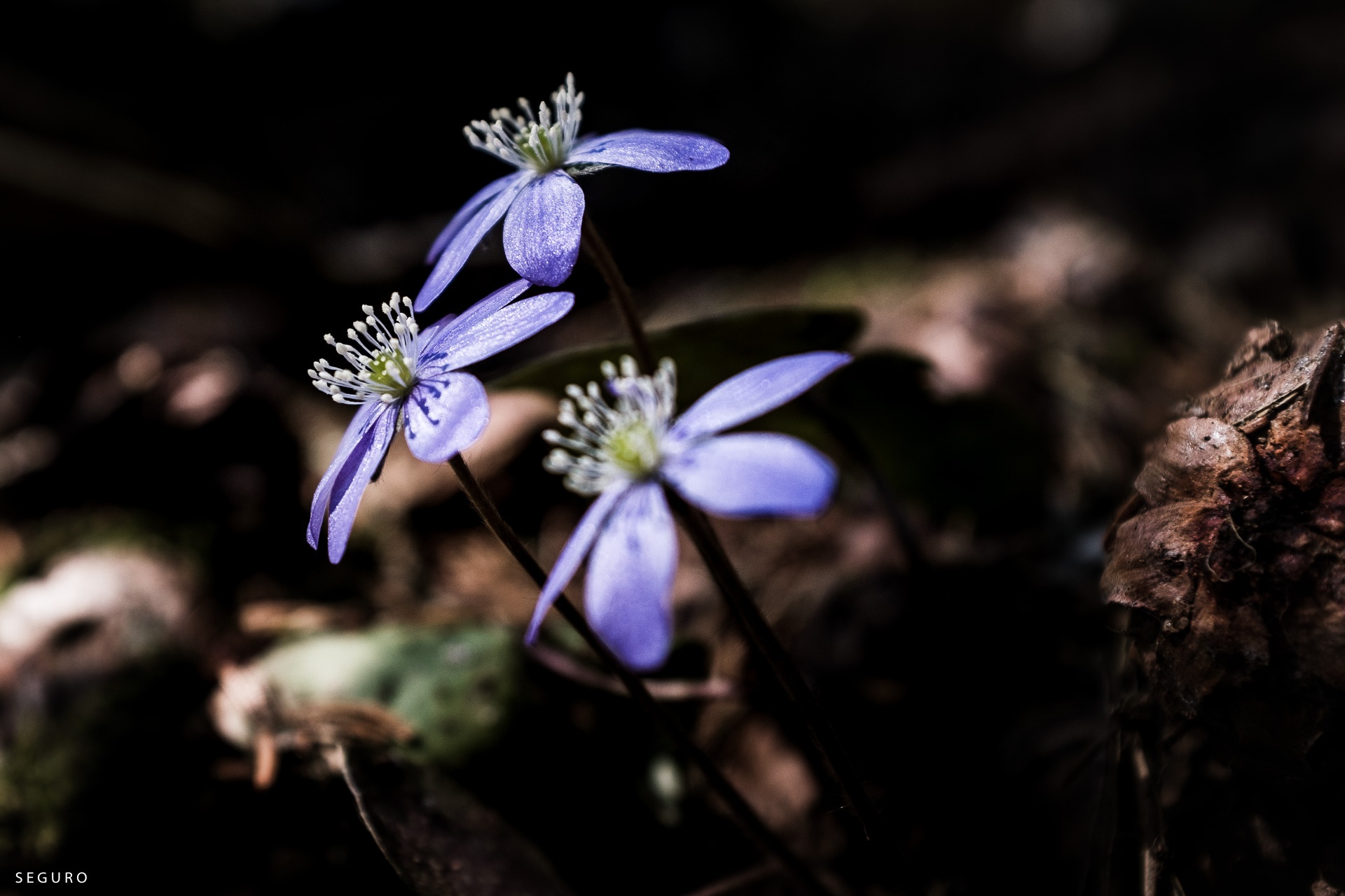 Roland Seefeld, DOCUMENTARY PHOTOGRAPHY, Power Flower,20200413_103442_00919-2