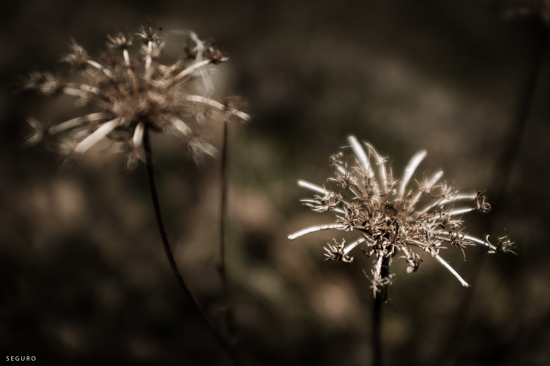 Roland Seefeld, DOCUMENTARY PHOTOGRAPHY, Power Flower,20200413_124922_01325